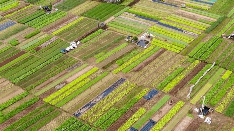 Exploring the Quaint Tra Que Vegetable Village - Hoi An Photographer